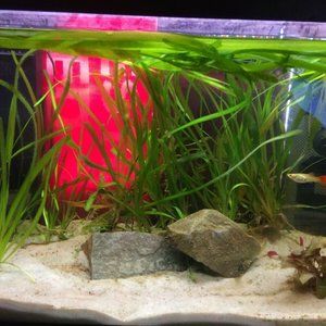 10 PACK - Vallisneria Americana EELGRASS **